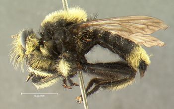 Media type: image;   Entomology 12837 Aspect: habitus lateral view